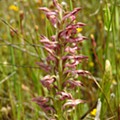 Erva-do-salepo (Anacamptis coriophora ssp. fragrans)